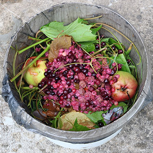 compost compost