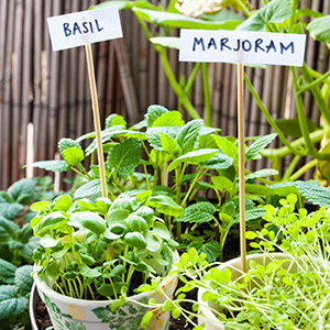 planting planting