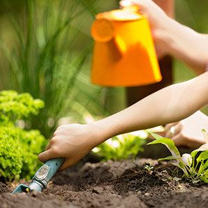 watering plants watering plants